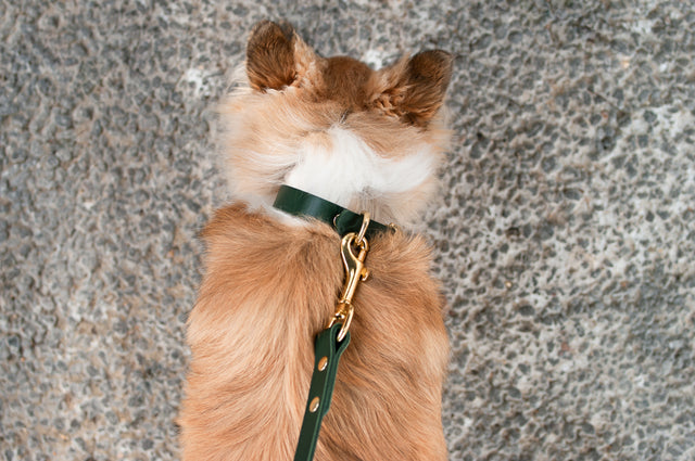 Classic Leather Collar