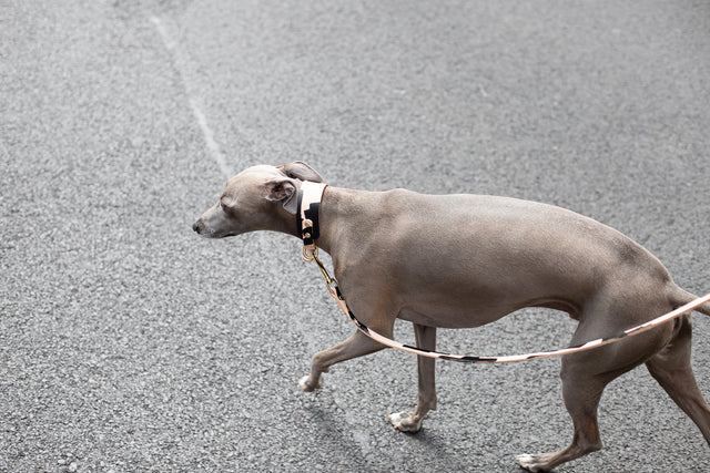 Hound Leather Collar/Ink Collection/Brush