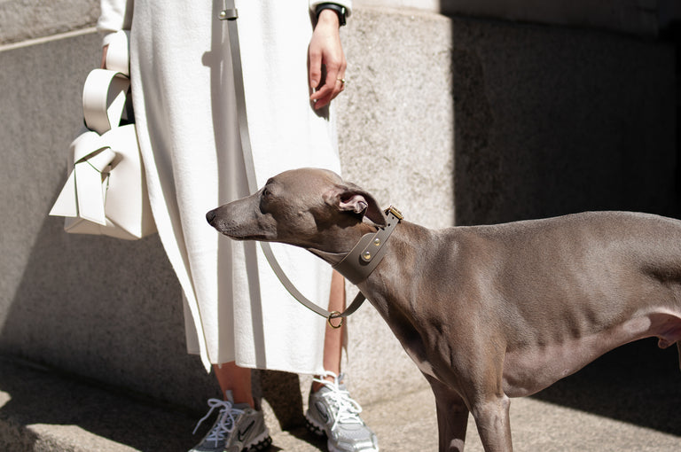 Hound Leather Collar