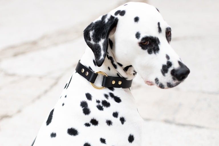 O Leather Collar