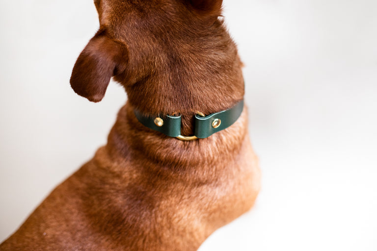 O Leather Collar