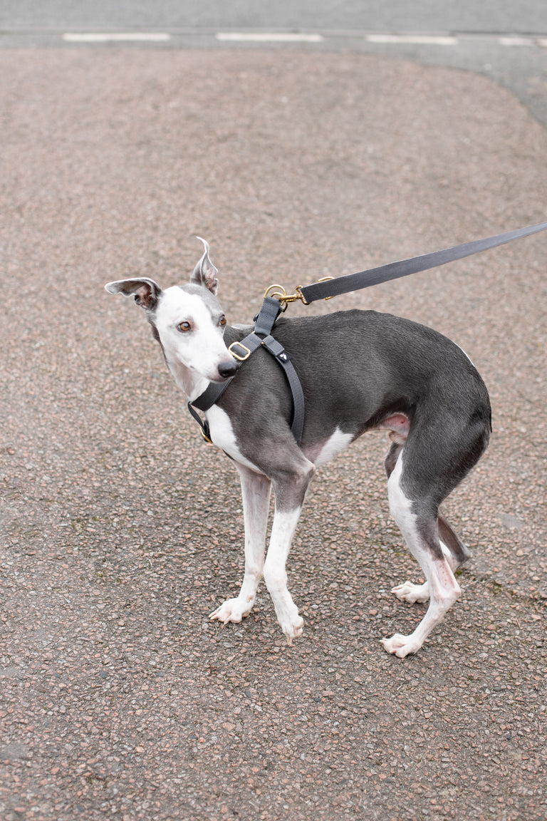 Cotton Harness