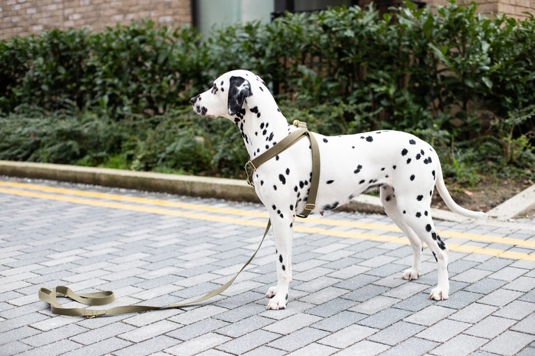 Cotton Harness