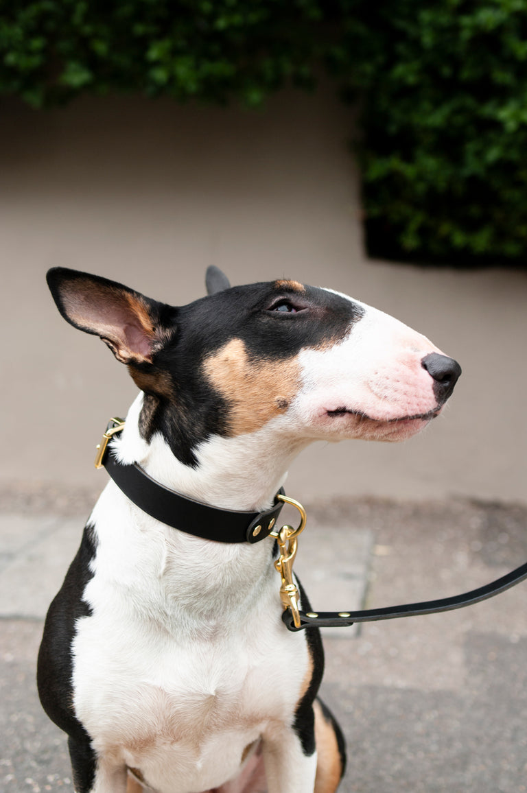 Monotone Leather Collar