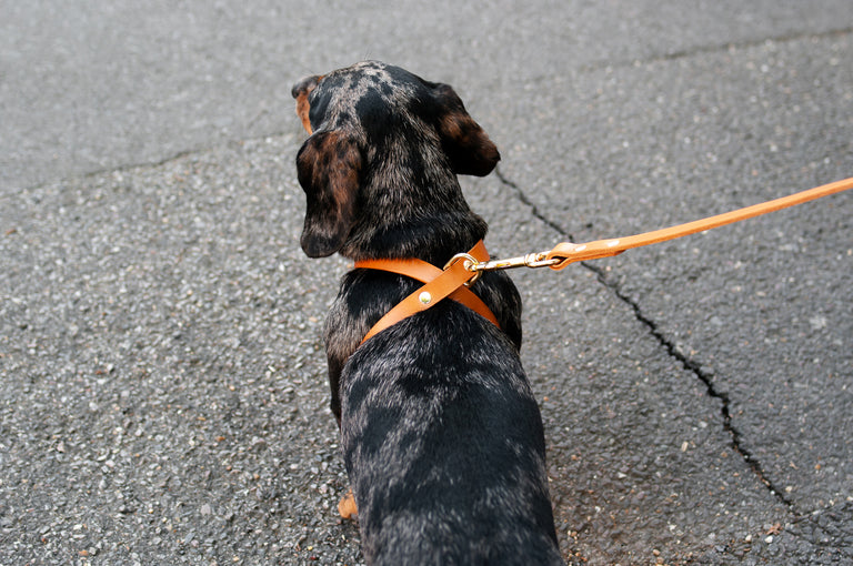 Cross Leather Harness