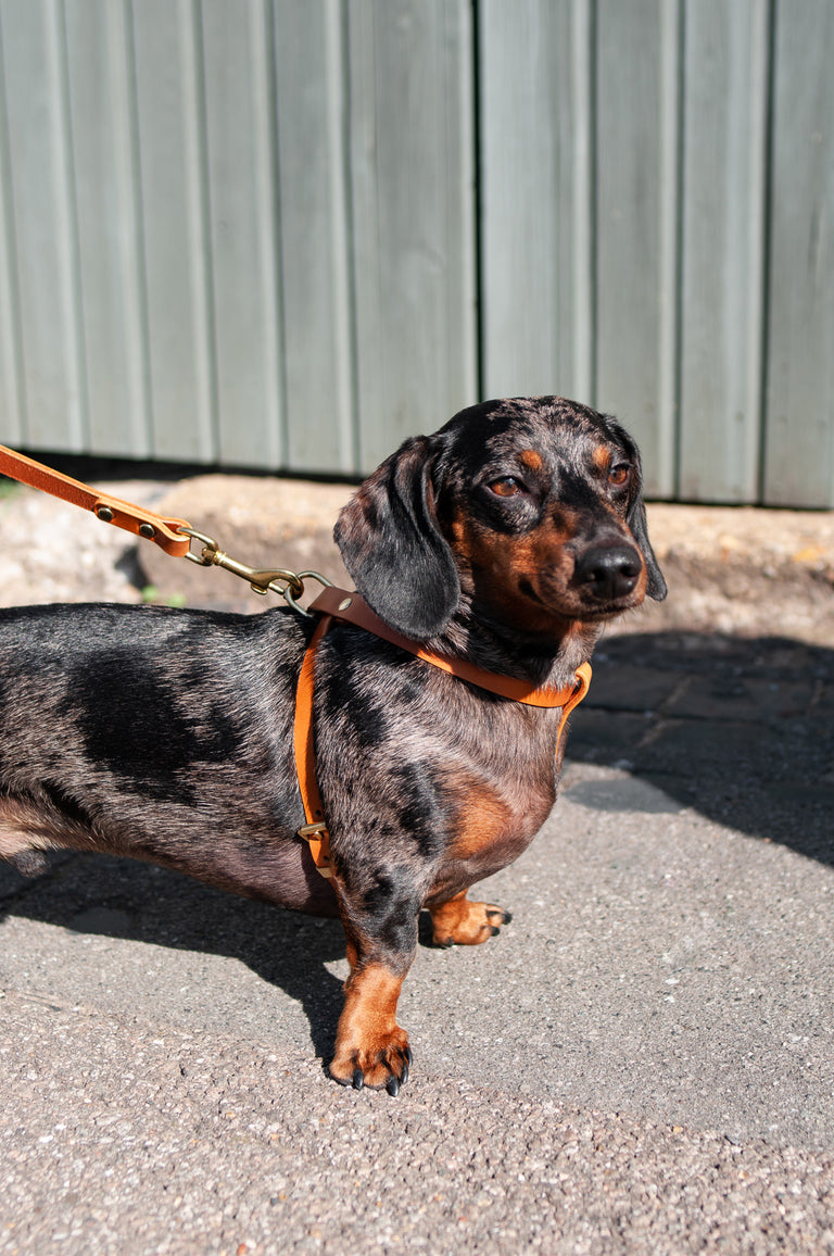 Cross Leather Harness