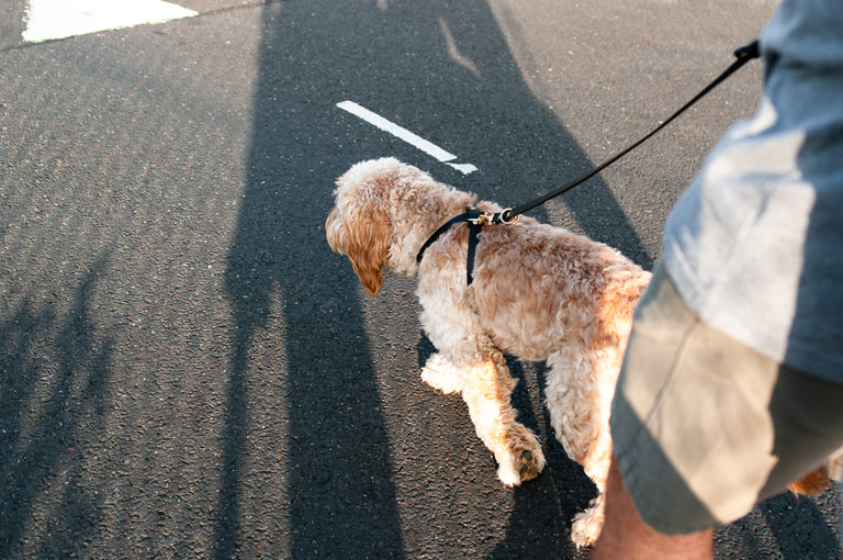 Cross Leather Harness