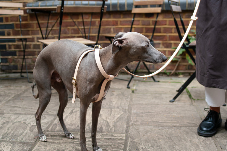 Cross Leather Harness