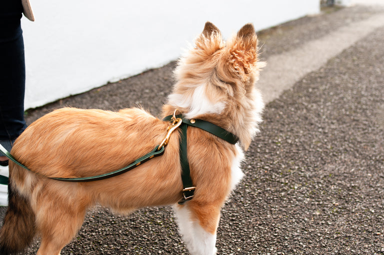 Cross Leather Harness