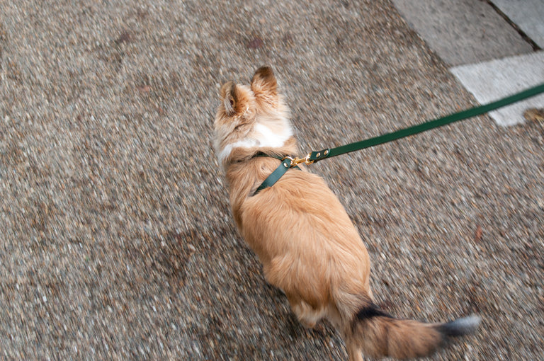 Cross Leather Harness