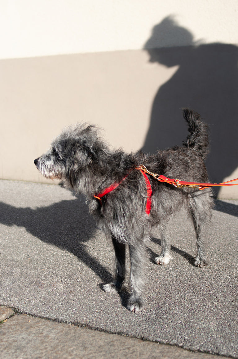 Cross Leather Harness