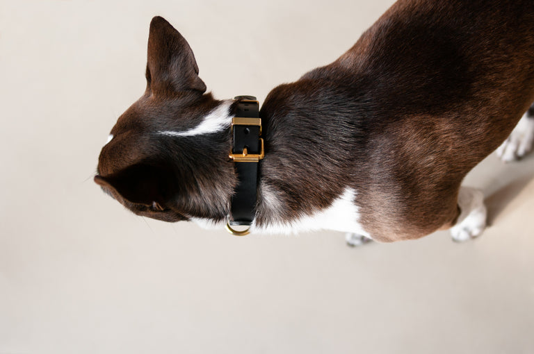 Monotone Leather Collar