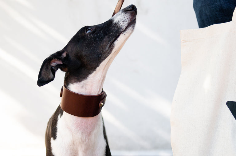 Hound Leather Collar