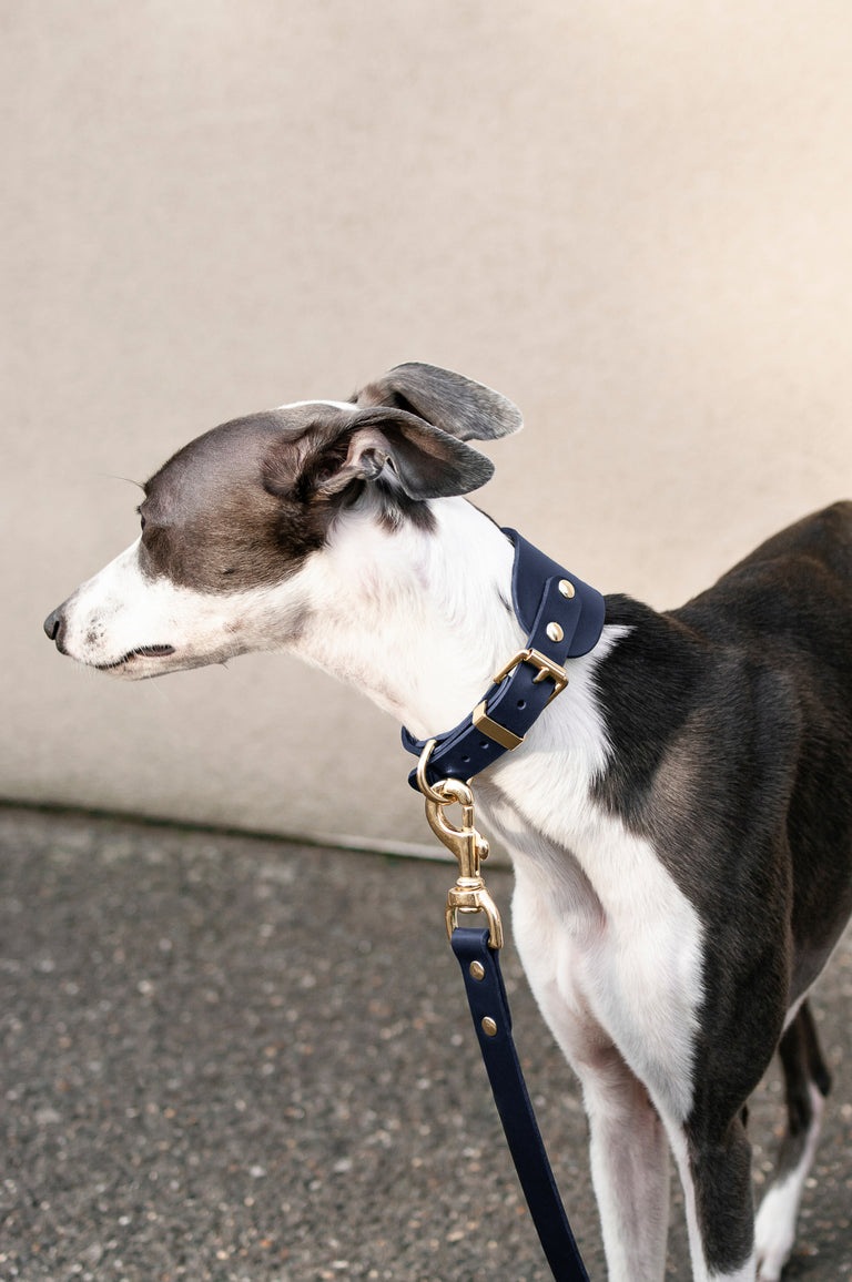 Hound Leather Collar