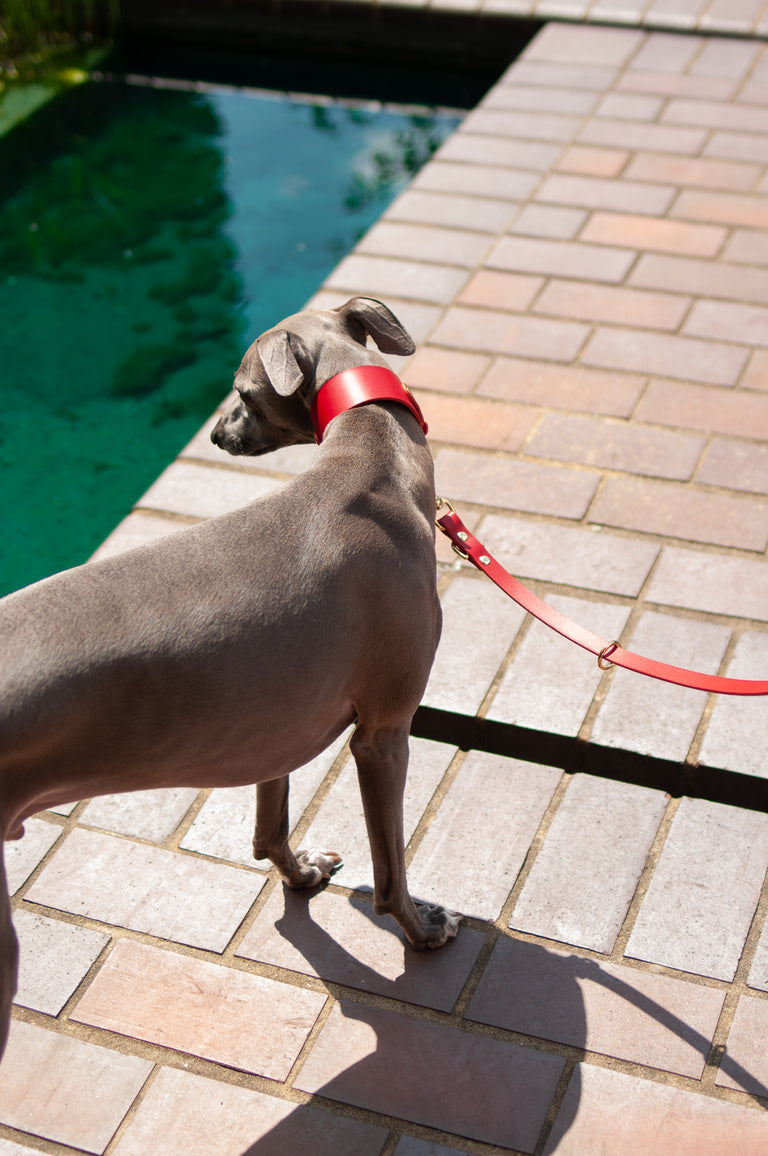 Hound Leather Collar