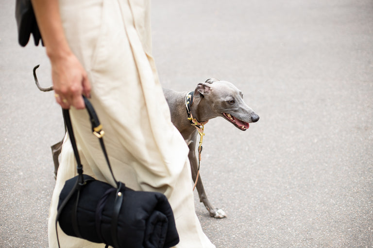 Hound Leather Collar/Ink Collection/Brush