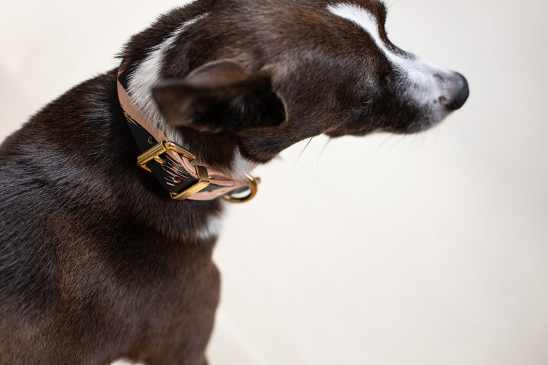 Classic Leather Collar/Ink Collection/Brush