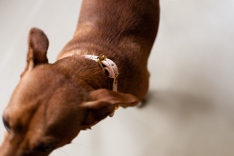 Classic Leather Collar/Ink Collection/Splash