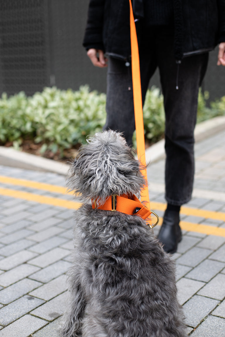 Cotton Martingale Collar